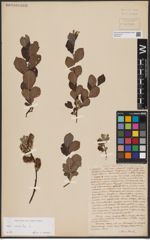 Foto von Salix aurita L.